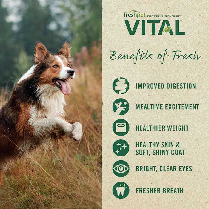 Grain-Free Beef & Lamb Fresh Dog Food D354