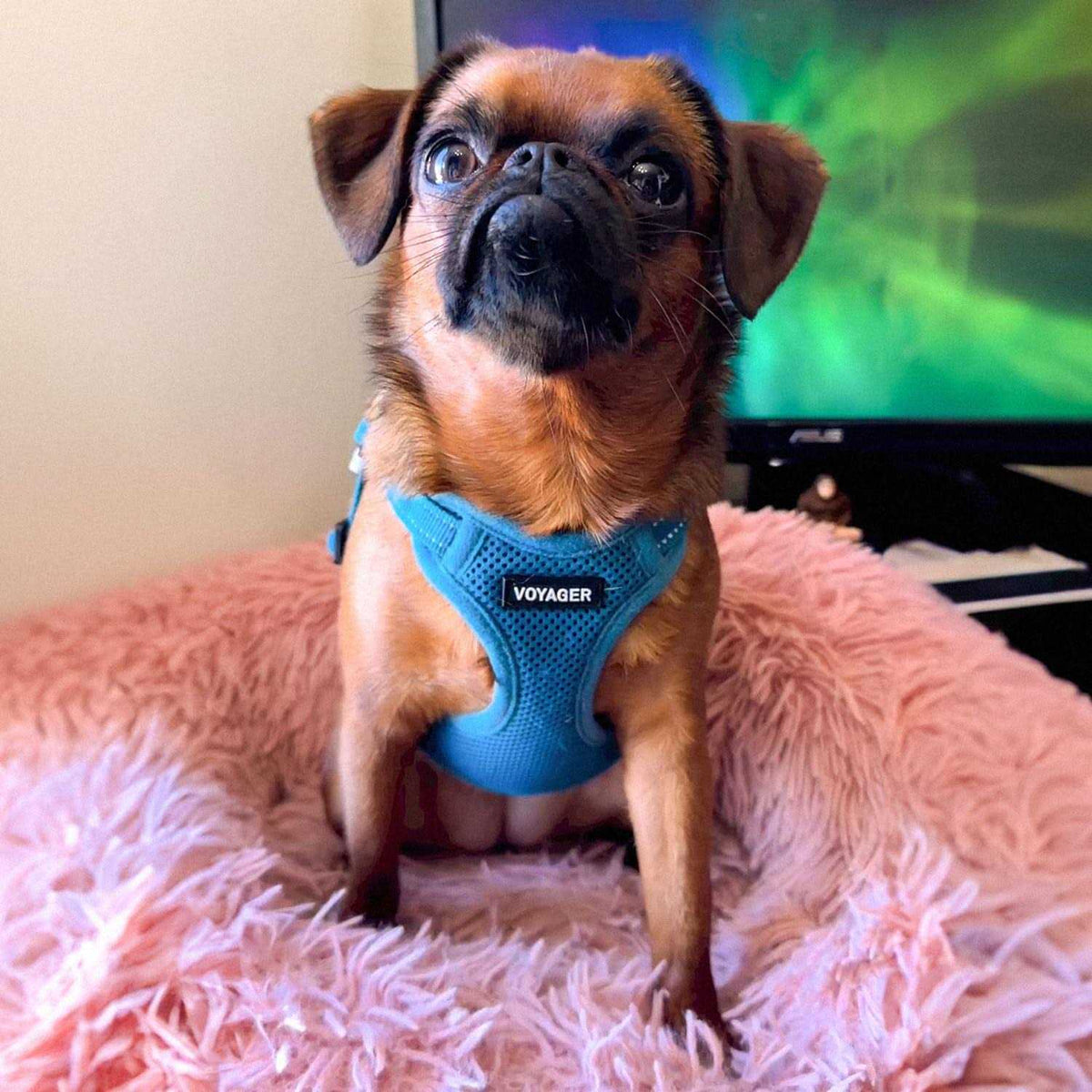 Adjustable Step In Dog Harness R65112