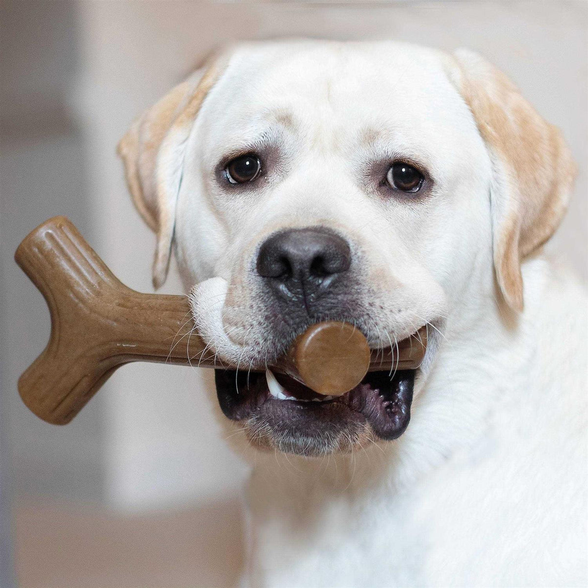 Dog Chew O82972
