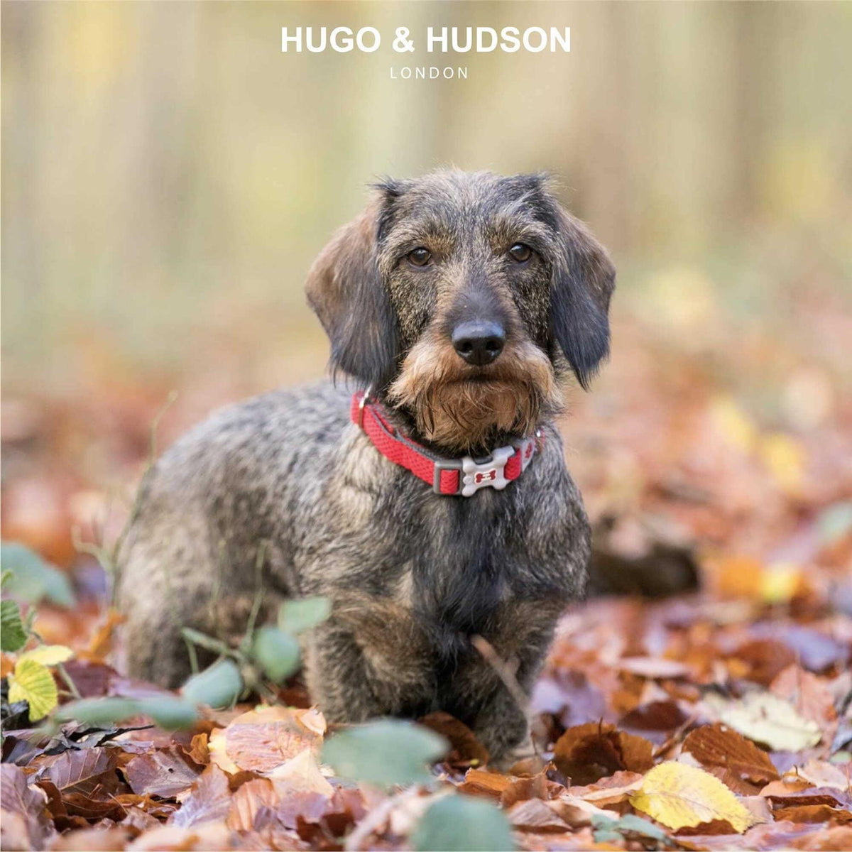 Mesh Dog Collar J805128
