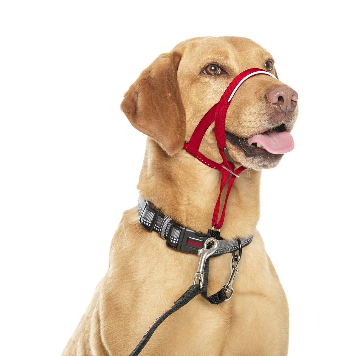 Dog Headcollar L311