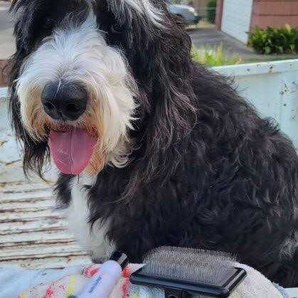 Pet Brush G220