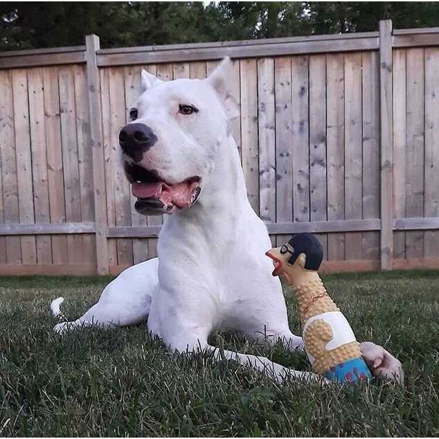 Chicken Dog Toy E3072