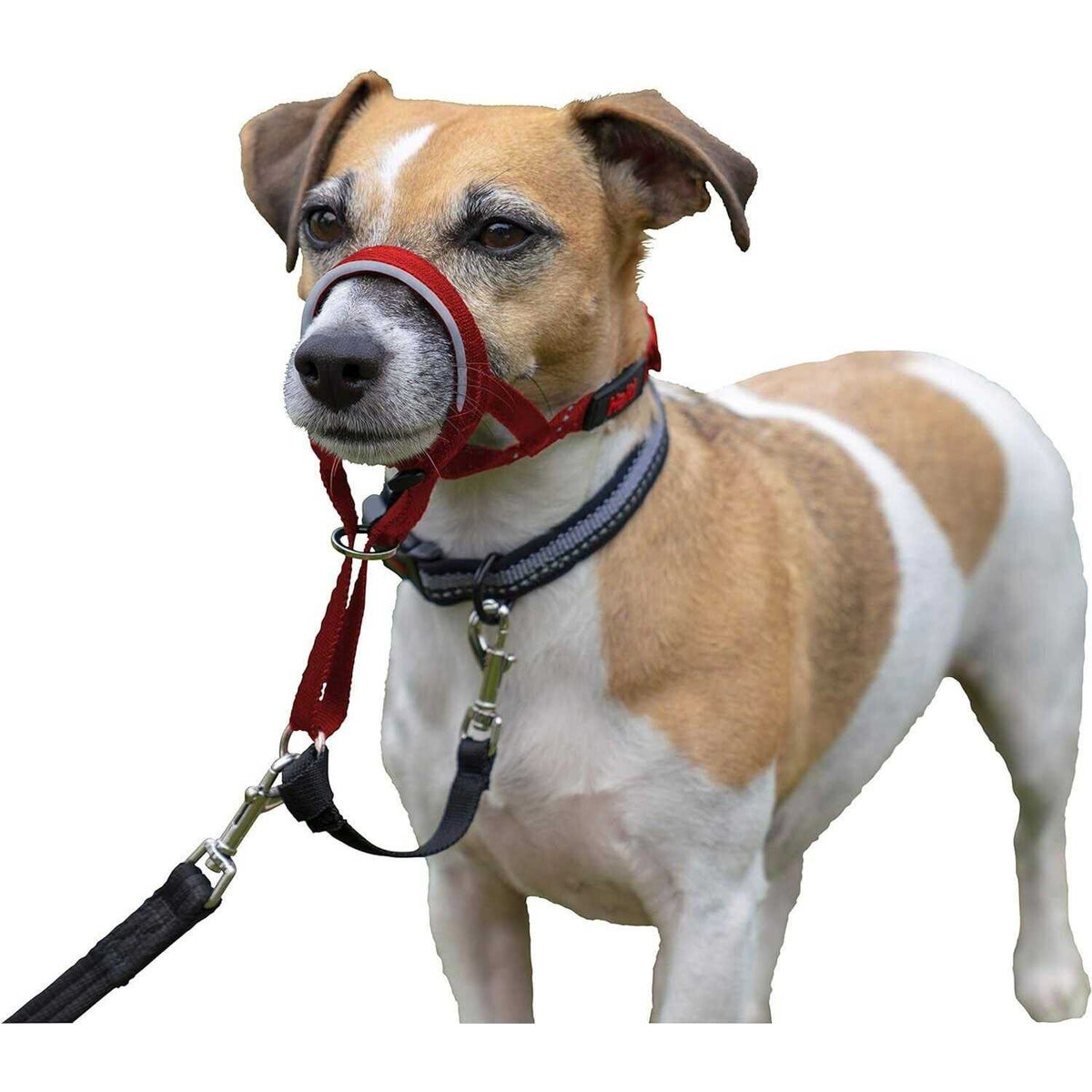 Dog Headcollar L311